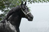 Black Hammer Percherons Did It's Jack Detail, Black Hammer MN