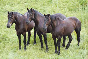 Black Hammer Percheron Mares